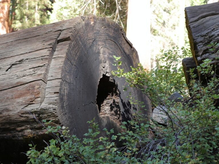 Californien Kings Canyon NP ©ExtraHR 114