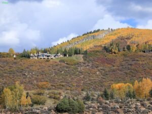 Colorado Aspen