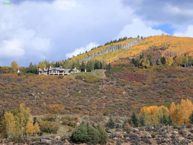 Colorado Aspen