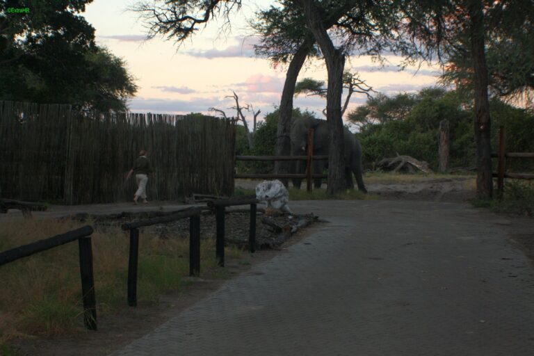 Savute Elephant Camp ©ExtraHR 108