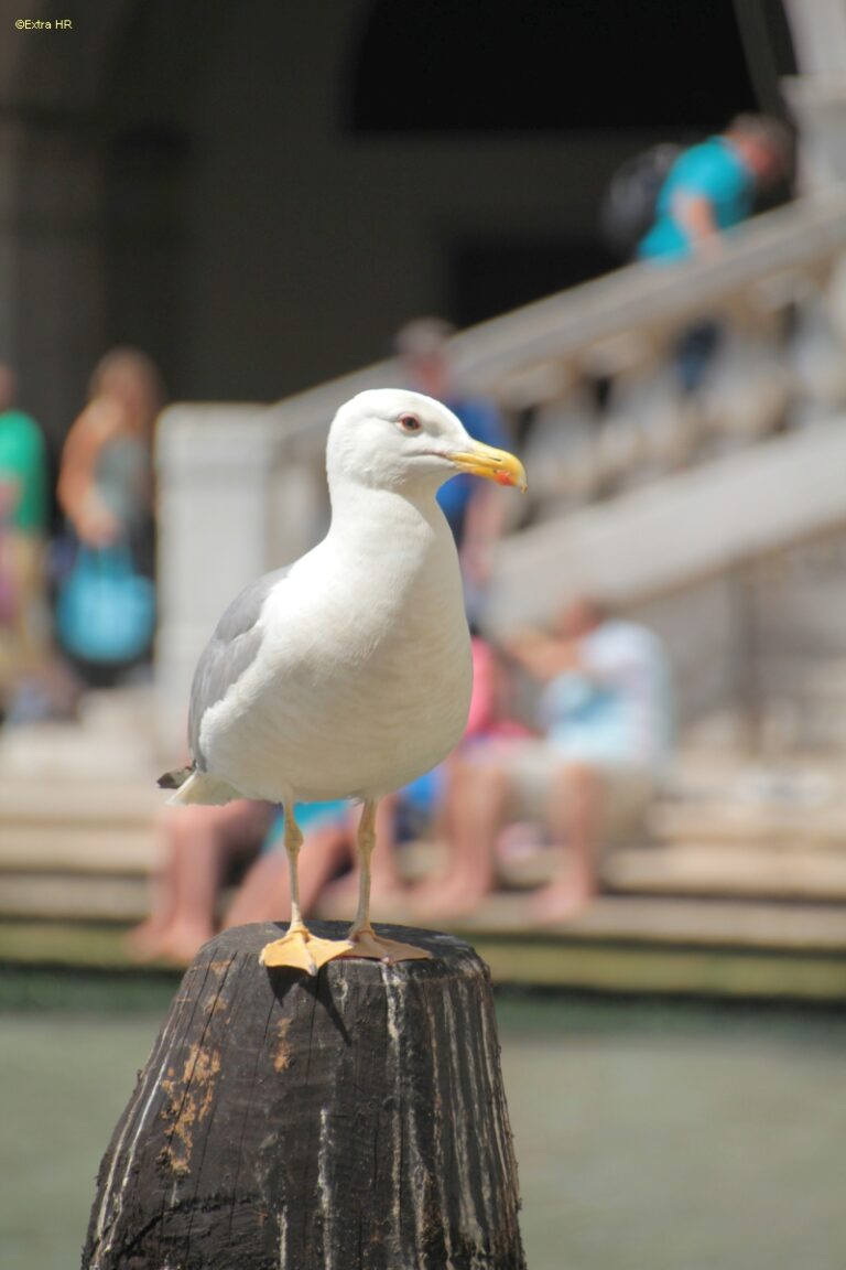 Venedig ©ExtraHR 25